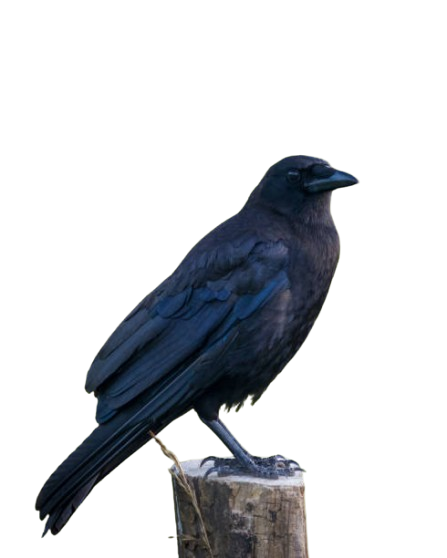 Description of the image